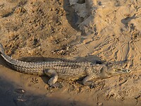 Krokodil met open bek