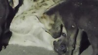 Fam. hyenas met te voeden pups