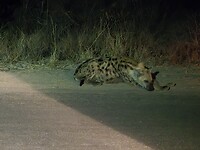 Zogende Hyena