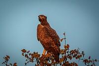 vechtadelaar