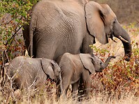 Olifant met 2 jongen