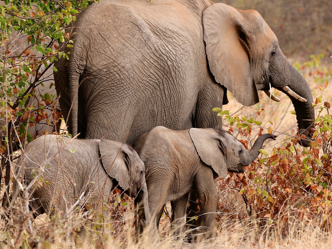 Olifant met 2 jongen