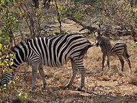 Zebra met een jongen