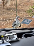 Roodsnavel neushoorn vogel op de motorkap