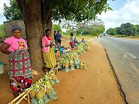 Ananas te koop langs de N1