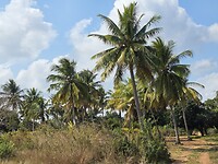 Landschap met kokospalmen