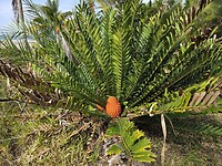 een bloeiende cycad