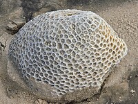 Een schelp?
