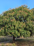 Mangoboom