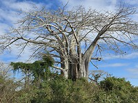 Baobab boom