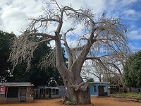 Baobab boom
