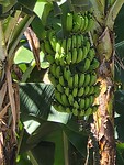 Bananenplantage