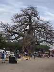Handel bij een baobab boom