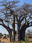 een enorme baobab: > 800 jaar ?