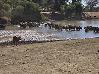 Koeien in de rivier