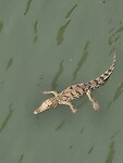 alligator in de rivier