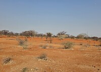 Savanne achtig landschap