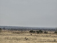 Maasai steppe