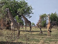 Serengeti: Groep giraffen