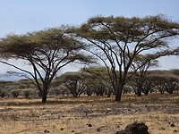 NCA: acacias