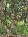 Jackfruitboom