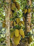 Jackfruitboom