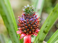 Ananas in wording
