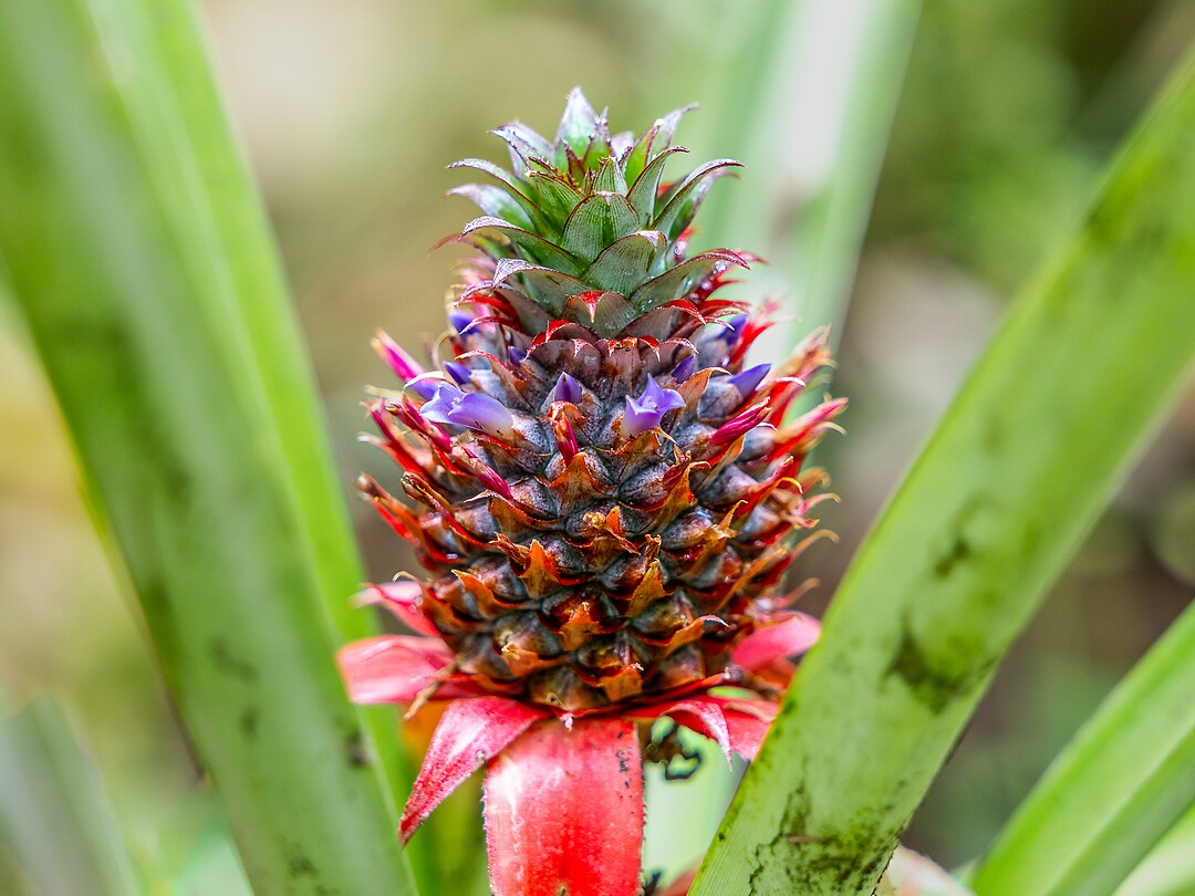 Ananas in wording