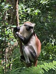 Zanzibar: Rode Colubus aap
