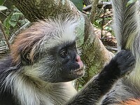 Jozani: N.P.: Close up Rode Colubus aap