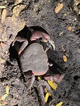 Jozani NP: Krab in mangrove bos