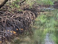 Jozani N.P. Mangrovebos bos