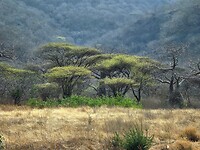 Acacias en baobab bomen