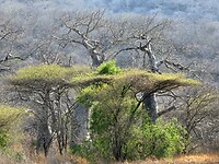 Acacias en baobab bomen