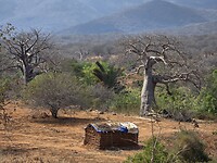 Bos met baobab bomen