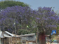 Jacaranda in volle bloei