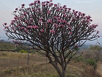 Tempelboom