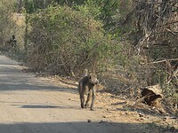 Baviaan in het Mosi-oa-Tunya N.P.