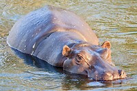 Zambezi rivier: Nijlpaard