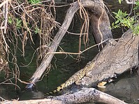 Zambezi rivier: jonge krokodil