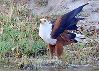 Zambezi rivier: Visarend