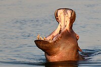Zambezi rivier: Nijlpaard