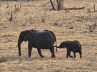 moeder en baby olifant