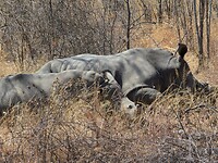 Matopo N.P.: 2 witte neushoorns