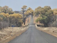 Begroeiing langs de weg