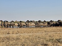 Elephantsands: olifanten rond de poel