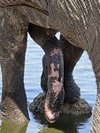 Penis ve olifant