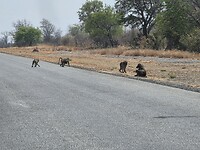 Groep banianen langs de A33