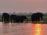 Chobe rivier: zonsondergang