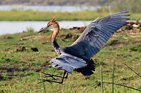 Chobe rivier: Reuzenreiger